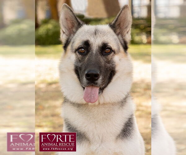 Medium Photo #1 German Shepherd Dog-Huskies  Mix Puppy For Sale in Marina del Rey, CA, USA