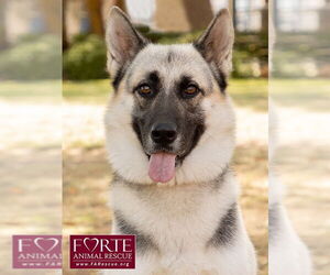 German Shepherd Dog-Huskies Mix Dogs for adoption in Marina del Rey, CA, USA
