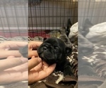 Small #171 French Bulldog