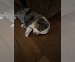 Puppy Puppy 2 Australian Shepherd