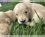 Small #3 Golden Retriever
