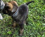 Small #1 Malinois