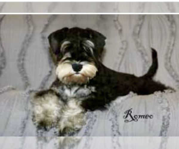 Medium Photo #1 Schnauzer (Miniature) Puppy For Sale in WOLCOTTVILLE, IN, USA