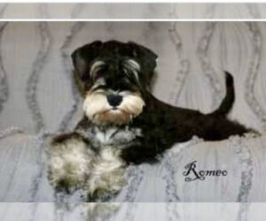 Father of the Schnauzer (Miniature) puppies born on 07/10/2025