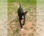 Small #3 Labrador Retriever Mix
