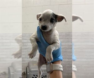 Chihuahua Dogs for adoption in San Bernardino, CA, USA