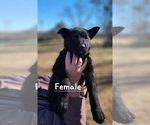 Small Photo #8 German Shepherd Dog Puppy For Sale in ELLENBORO, NC, USA