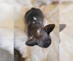 Small Photo #3 French Bulldog Puppy For Sale in FRANKFORD, MO, USA