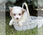 Image preview for Ad Listing. Nickname: Pixie