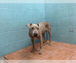 Small American Pit Bull Terrier