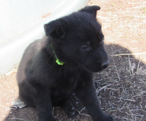 Medium Photo #1 German Shepherd Dog Puppy For Sale in COLUMBUS, NE, USA