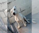 Small American Pit Bull Terrier