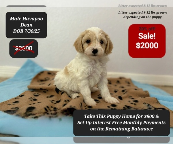 Medium Photo #2 Poovanese Puppy For Sale in TUCSON, AZ, USA