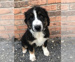 Australian Shepherd Puppy for sale in BEECH GROVE, IN, USA