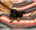 Small Photo #4 German Shepherd Dog Puppy For Sale in CURTISS, WI, USA