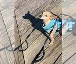 Small #19 Chihuahua