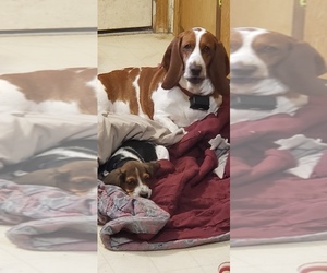Mother of the Basset Hound puppies born on 10/15/2023