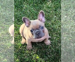 French Bulldog Puppy for sale in WHITTIER, CA, USA