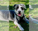 Small #5 Mutt