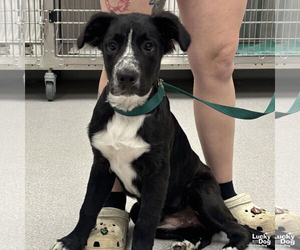 Medium Photo #4 Borador Puppy For Sale in Washington, DC, USA