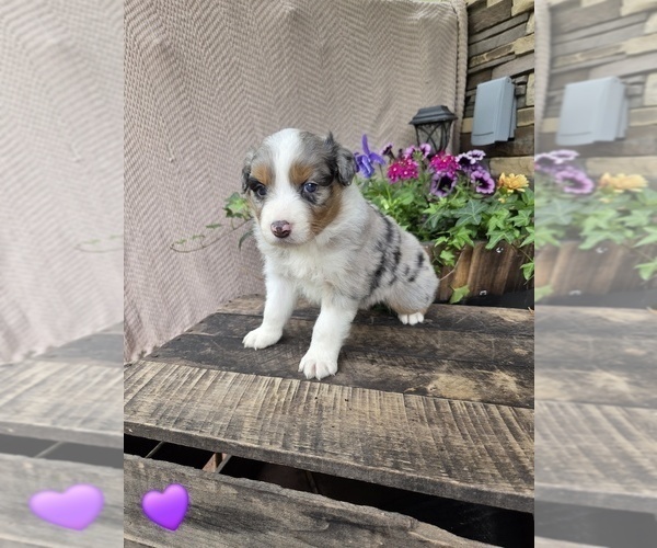 Medium Photo #6 Australian Shepherd Puppy For Sale in SALISBURY, PA, USA