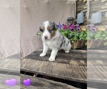 Small #5 Australian Shepherd