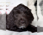 Puppy Bryony Golden Mountain Doodle 