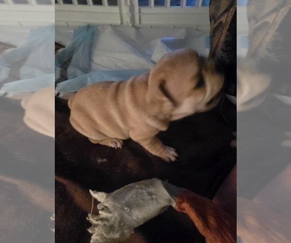 Medium Photo #8 French Bulldog Puppy For Sale in CHINO HILLS, CA, USA