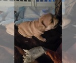 Small #7 French Bulldog