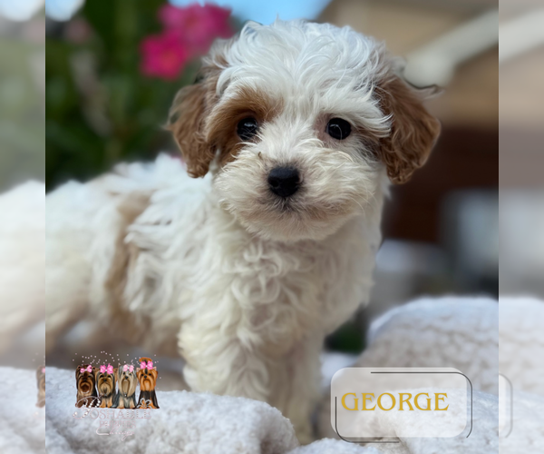 Medium Photo #4 Cavapoo Puppy For Sale in ADDISON, IL, USA