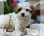 Small #3 Cavapoo