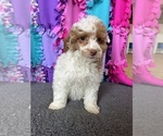 Small Photo #5 Poodle (Miniature) Puppy For Sale in FREDERICK, MD, USA