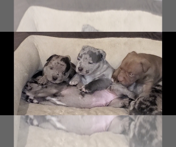 Medium Photo #4 American Bully Puppy For Sale in WEST MILTON, OH, USA