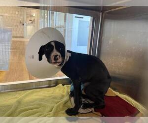 American Pit Bull Terrier-Unknown Mix Dogs for adoption in Grand Prairie, TX, USA