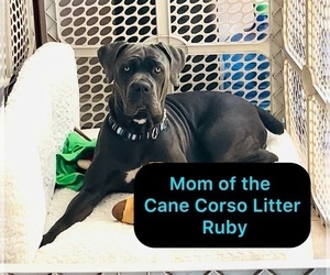 Mother of the Cane Corso puppies born on 04/30/2025