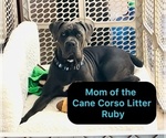 Small Photo #1 Cane Corso Puppy For Sale in WOODLAND HILLS, CA, USA