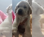 Small Photo #10 Labrador Retriever Puppy For Sale in NORTH ATTLEBORO, MA, USA