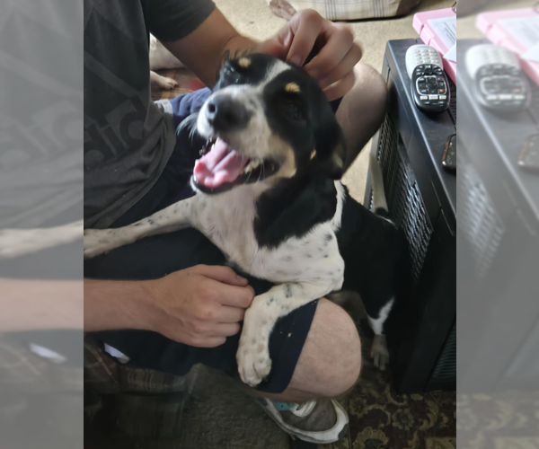 Medium Photo #1 Mutt Puppy For Sale in Cranston, RI, USA