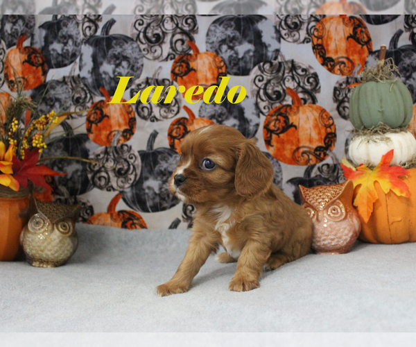Medium Photo #15 Cavalier King Charles Spaniel Puppy For Sale in CHANUTE, KS, USA
