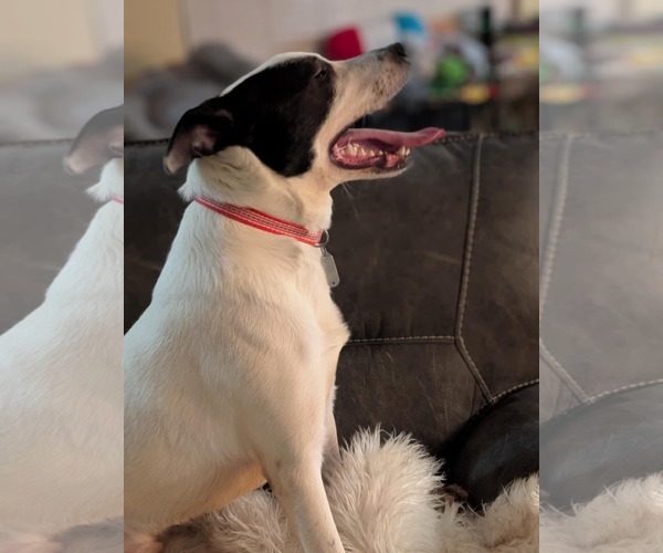 Medium Photo #4 Mutt Puppy For Sale in Holly Springs, NC, USA