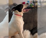 Small #3 Mutt