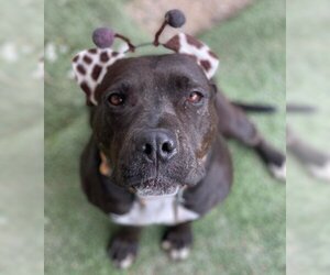 Bullboxer Pit Dogs for adoption in Ventura, CA, USA