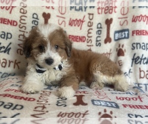 Aussiedoodle Miniature Puppy for sale in LAKELAND, FL, USA