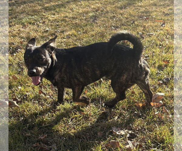 Medium Photo #3 Chihuahua-Unknown Mix Puppy For Sale in Sandy, UT, USA