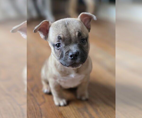 Medium Photo #3 American Staffordshire Terrier-Bulldog Mix Puppy For Sale in Raleigh, NC, USA