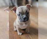 Small #2 American Staffordshire Terrier-Bulldog Mix