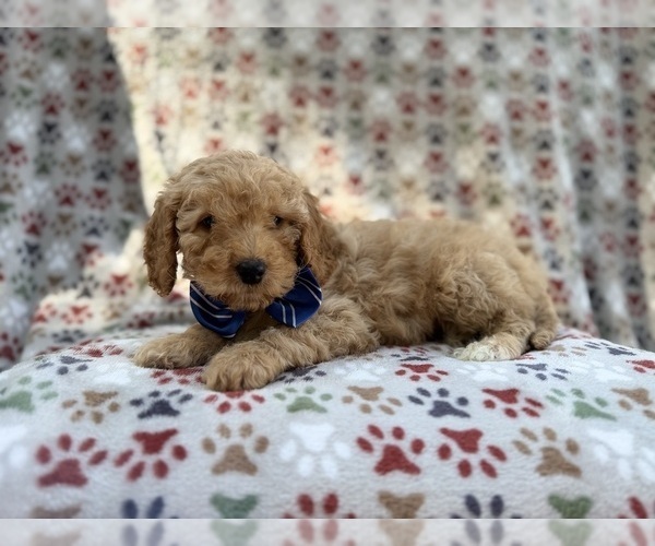 Medium Photo #5 Cavapoo (Miniature) Puppy For Sale in LAKELAND, FL, USA