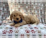 Small #4 Cavapoo (Miniature)