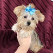 Small Photo #3 Morkie Puppy For Sale in HOUSTON, TX, USA