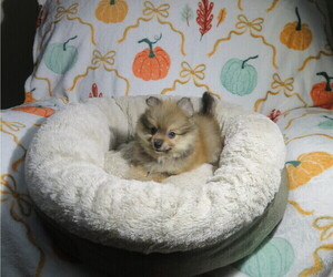 Pomeranian Puppy for Sale in COOKEVILLE, Tennessee USA